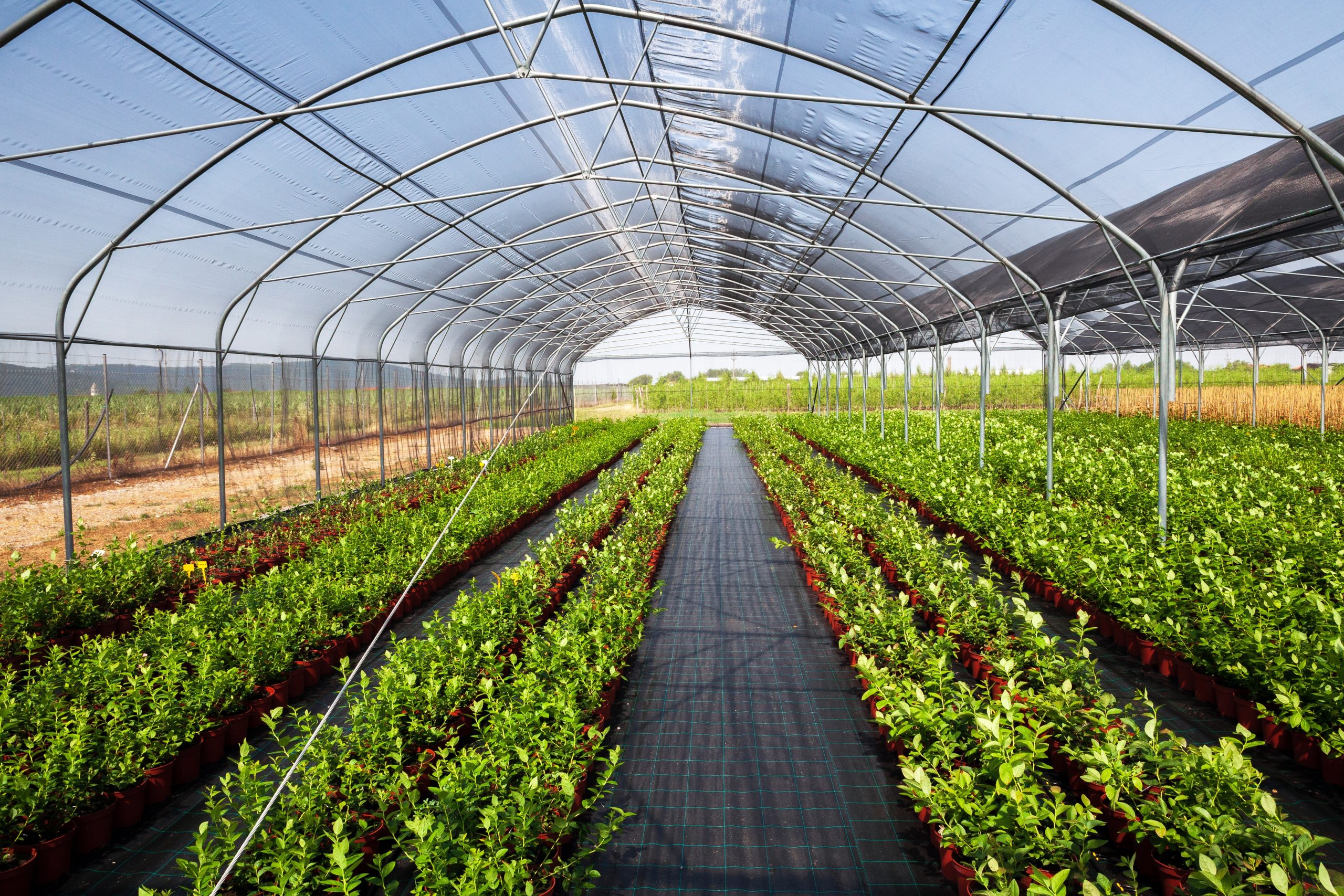Agriculture,Greenhouse,Interior,Food,Facility,With,Controlled,Irrigation,System